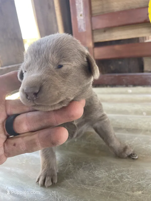 Silver Female Labrador Retriever 1 – Labrador Retriever puppy for sale in Wikieup, AZ