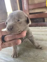 Silver Female Labrador Retriever 1, a female Labrador Retriever for sale in Wikieup, AZ – 1 of 7