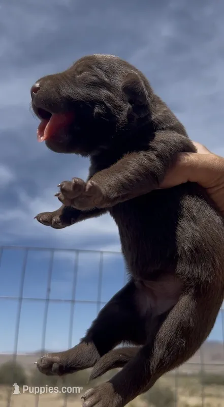3rd Chocolate Male – Labrador Retriever puppy for sale in Wikieup, AZ