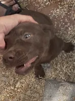 Chocolate Male, a male Labrador Retriever for sale in Wikieup, AZ – 3 of 3