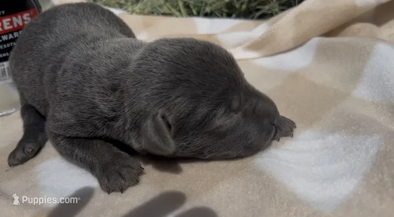 Charcoal Lab female 1 – Labrador Retriever puppy for sale in Wikieup, AZ