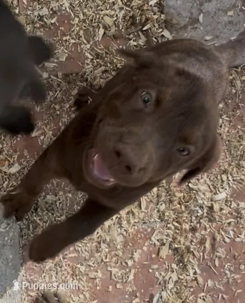 Chocolate Male – Labrador Retriever puppy for sale in Wikieup, AZ