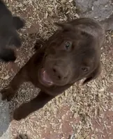 Chocolate Male, a male Labrador Retriever for sale in Wikieup, AZ – 2 of 3