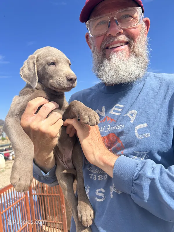 Silver Male AKC Lab – Labrador Retriever puppy for sale in Wikieup, AZ