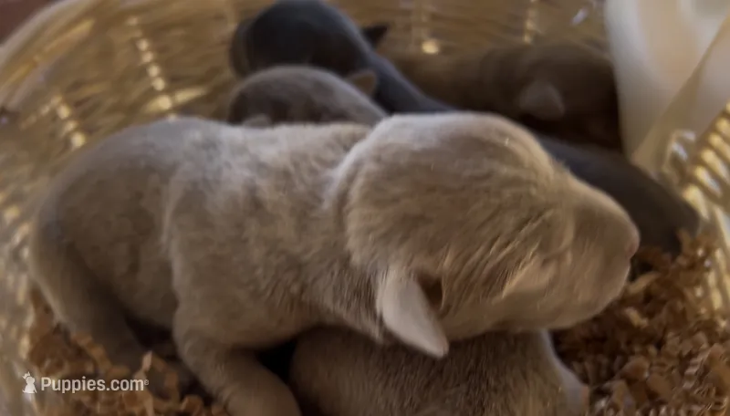 Silver Female Labrador Retriever 1 – Labrador Retriever puppy for sale in Wikieup, AZ