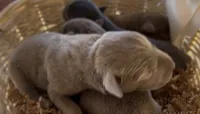 Silver Female Labrador Retriever 1, a female Labrador Retriever for sale in Wikieup, AZ – 1 of 1