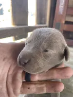 Silver Female Labrador Retriever 1, a female Labrador Retriever for sale in Wikieup, AZ – 2 of 7