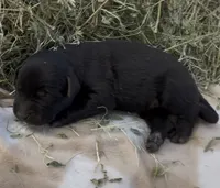 Black Male Labrador Retriever 1, a male Labrador Retriever for sale in Wikieup, AZ – 1 of 5