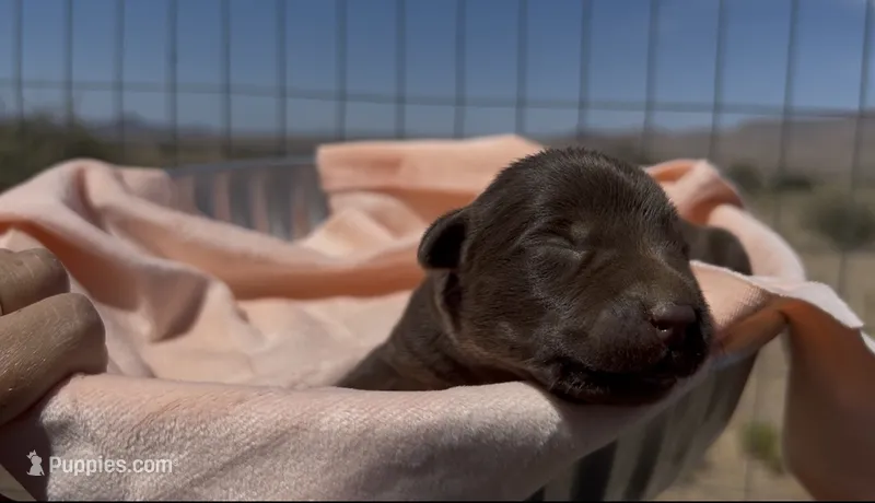 Chocolate Female Lab – Labrador Retriever puppy for sale in Wikieup, AZ