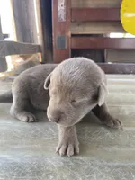 Silver Female Labrador Retriever 1, a female Labrador Retriever for sale in Wikieup, AZ – 4 of 7