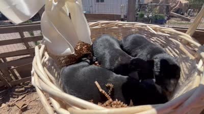 Black Female Labrador Retriever, a female Labrador Retriever for sale in Wikieup, AZ – 2 of 2