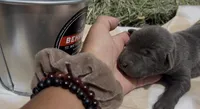 Charcoal Lab female , a female Labrador Retriever for sale in Wikieup, AZ – 7 of 9