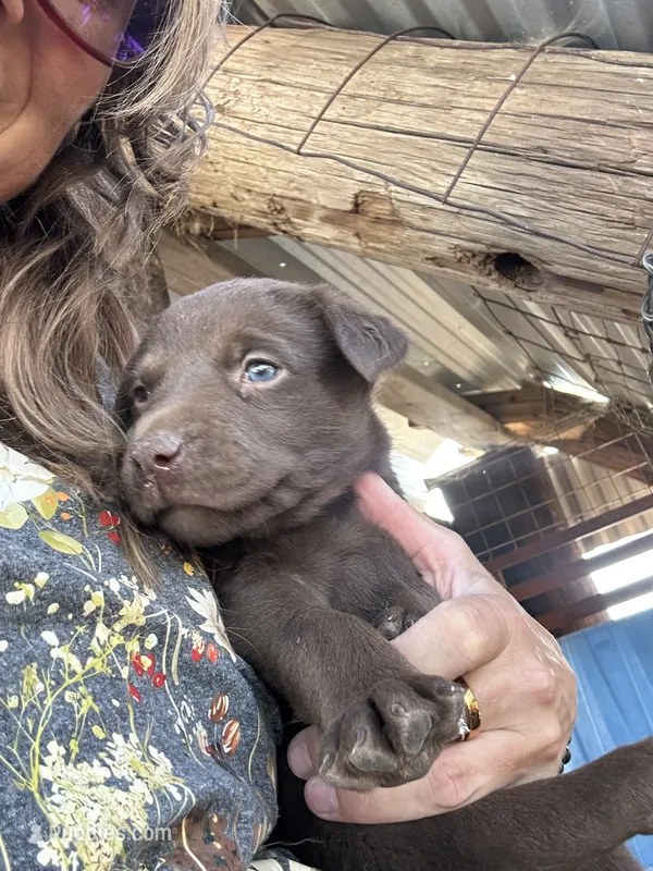 3rd Chocolate Male – Labrador Retriever puppy for sale in Wikieup, AZ