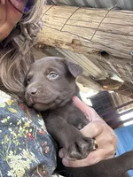 Chocolate Male, a male Labrador Retriever for sale in Wikieup, AZ – 7 of 10