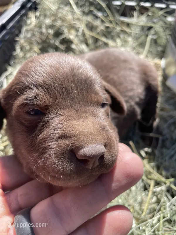 Chocolate Female Lab – Labrador Retriever puppy for sale in Wikieup, AZ