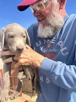 Silver Male AKC Lab, a male Labrador Retriever for sale in Wikieup, AZ – 5 of 7