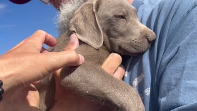 Silver Male AKC Lab, a male Labrador Retriever for sale in Wikieup, AZ – 7 of 7