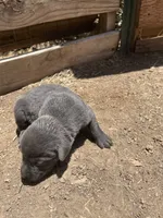 Charcoal Lab female , a female Labrador Retriever for sale in Wikieup, AZ – 4 of 9