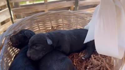 Black Male Labrador Retriever, a male Labrador Retriever for sale in Wikieup, AZ – 2 of 2