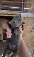 Charcoal Lab female 1, a female Labrador Retriever for sale in Wikieup, AZ – 2 of 2