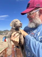 Silver Male AKC Lab, a male Labrador Retriever for sale in Wikieup, AZ – 3 of 7