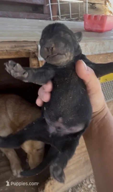 Black Male Labrador Retriever – Labrador Retriever puppy for sale in Wikieup, AZ
