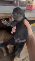 Black Male Labrador Retriever, a male Labrador Retriever for sale in Wikieup, AZ – 1 of 2