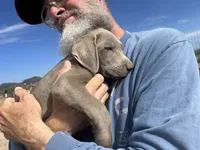 Silver Male AKC Lab, a male Labrador Retriever for sale in Wikieup, AZ – 6 of 7