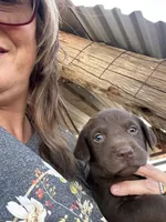 Chocolate Male, a male Labrador Retriever for sale in Wikieup, AZ – 8 of 10