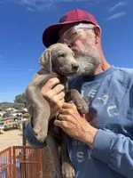 Silver Male AKC Lab, a male Labrador Retriever for sale in Wikieup, AZ – 4 of 7