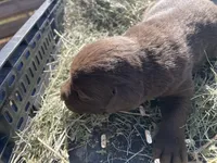 Chocolate Female Lab, a female Labrador Retriever for sale in Wikieup, AZ – 4 of 9