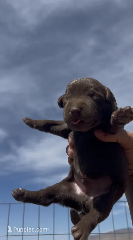 2nd Chocolate Male – Labrador Retriever puppy for sale in Wikieup, AZ
