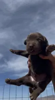 2nd Chocolate Male, a male Labrador Retriever for sale in Wikieup, AZ – 1 of 3
