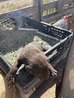 Chocolate Female Lab, a female Labrador Retriever for sale in Wikieup, AZ – 5 of 9