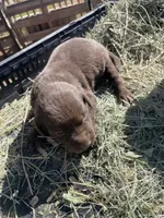 Chocolate Female Lab, a female Labrador Retriever for sale in Wikieup, AZ – 3 of 9