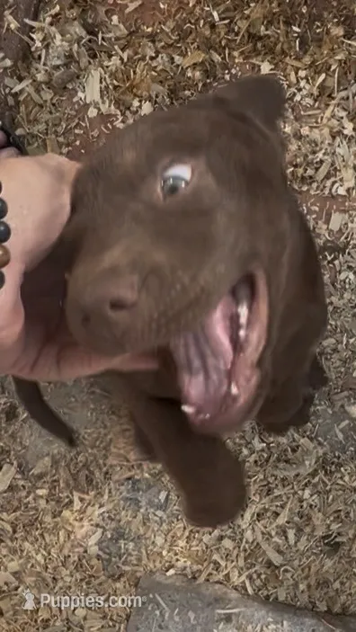 Chocolate Male – Labrador Retriever puppy for sale in Wikieup, AZ