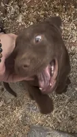Chocolate Male, a male Labrador Retriever for sale in Wikieup, AZ – 1 of 3