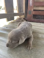 Silver Female Labrador Retriever 1, a female Labrador Retriever for sale in Wikieup, AZ – 6 of 7