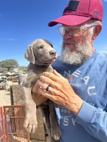 Silver Male AKC Lab, a male Labrador Retriever for sale in Wikieup, AZ – 2 of 7