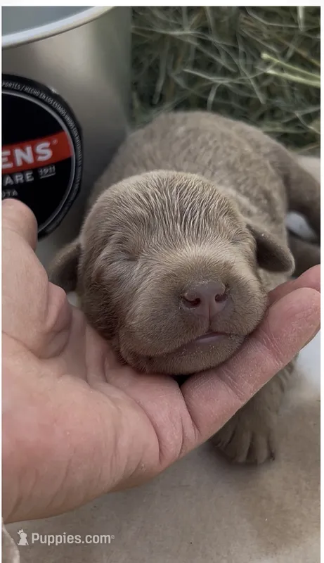 Silver Lab male 1 – Labrador Retriever puppy on hold in Wikieup, AZ