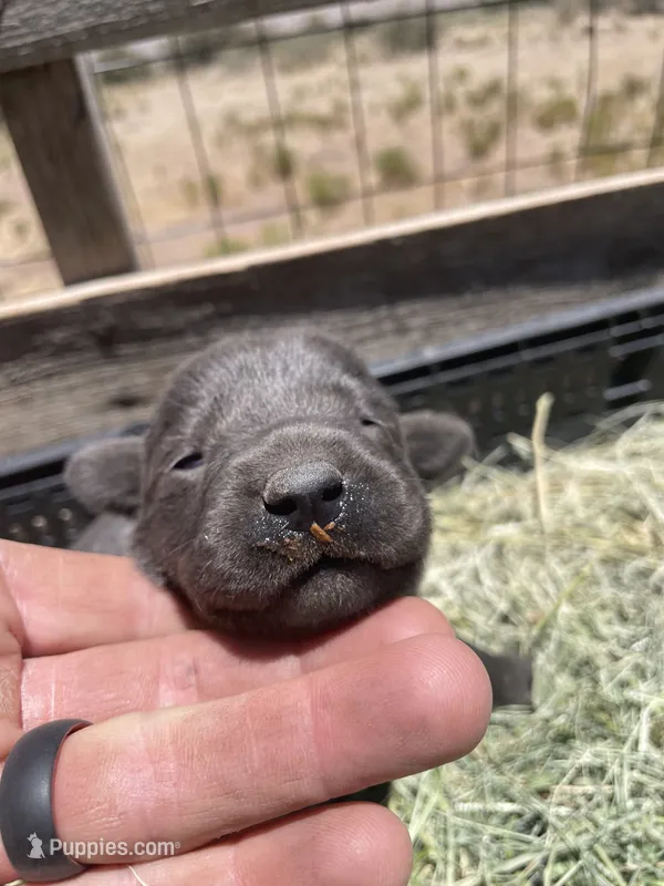 Charcoal Lab female 1 – Labrador Retriever puppy for sale in Wikieup, AZ