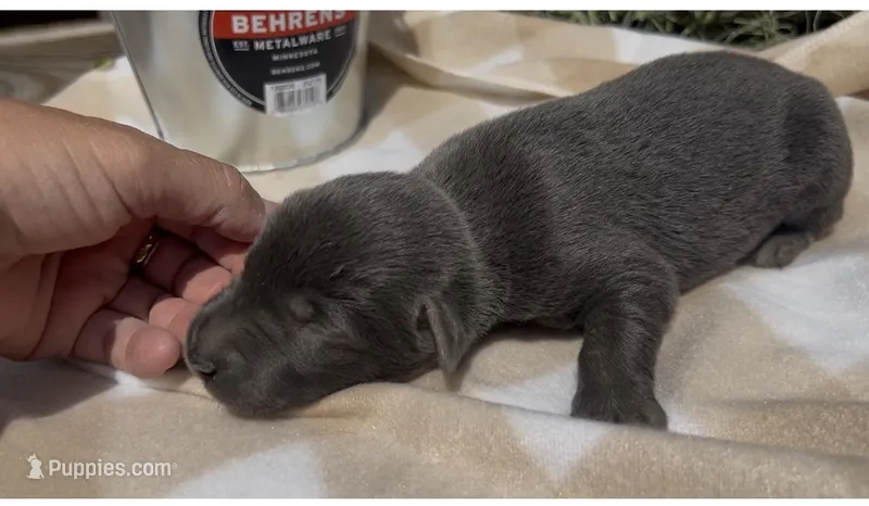 Black male 2 – Labrador Retriever puppy for sale in Wikieup, AZ