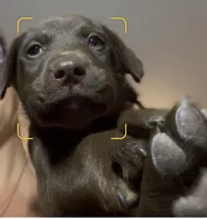 Chocolate Male, a male Labrador Retriever for sale in Wikieup, AZ – 3 of 10