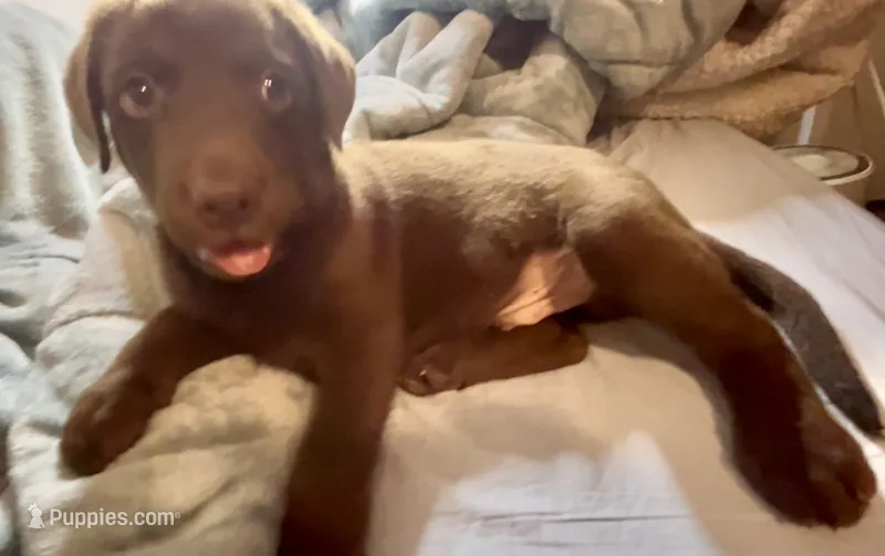 Chocolate Male – Labrador Retriever puppy for sale in Wikieup, AZ