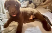 Chocolate Male, a male Labrador Retriever for sale in Wikieup, AZ – 1 of 10