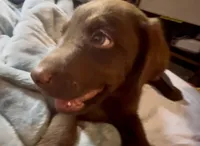 Chocolate Male, a male Labrador Retriever for sale in Wikieup, AZ – 2 of 10