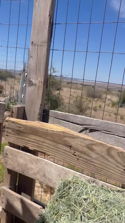 2nd Chocolate Male, a male Labrador Retriever for sale in Wikieup, AZ – 2 of 3