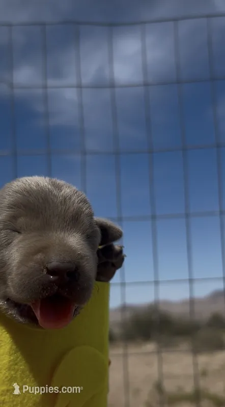2nd Silver Female – Labrador Retriever puppy for sale in Wikieup, AZ