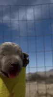 2nd Silver Female, a female Labrador Retriever for sale in Wikieup, AZ – 1 of 1