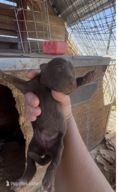 Chocolate Female Lab – Labrador Retriever puppy for sale in Wikieup, AZ